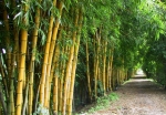 TRE VÀNG , SỌC 
