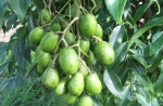 CÂY CÓC THÁI