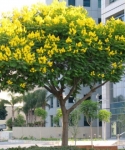 CÂY LIM XẸT