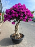 HOA GIẤY