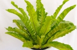 CÂY RÁNG Ổ PHỤNG