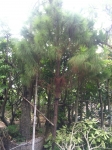 THÔNG NHIỆT ĐỚI ( THÔNG CARIBE )